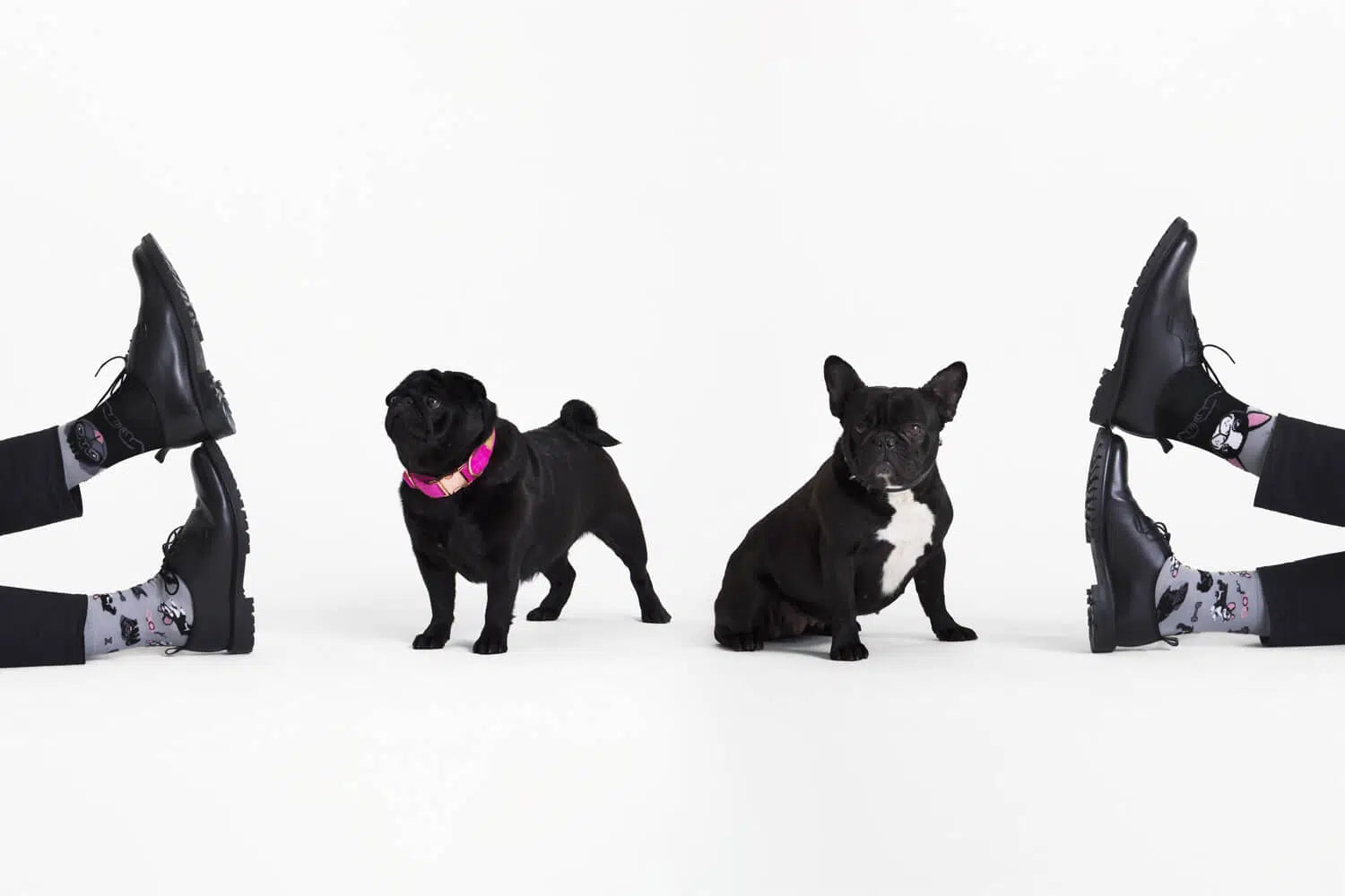 TINY LITTLE DOGS
